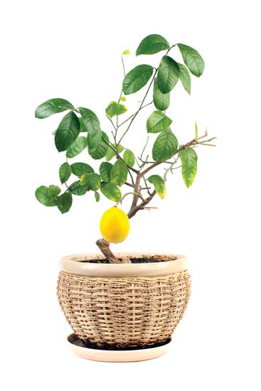 
Meyer lemons, kaffir limes and kumquats are just a few citrus varieties that grow well in containers.

